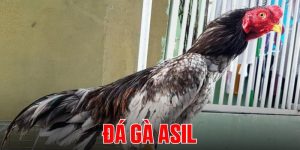 da-ga-asil