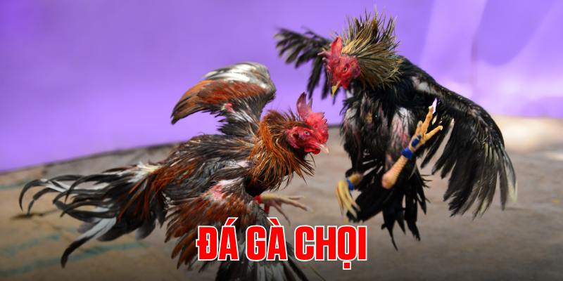 da-ga-choi